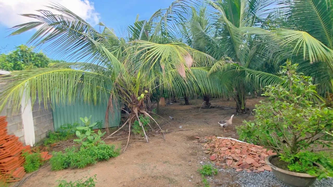 Căn nhà vườn gần biển phước hội 2100m2 đủ tiện ích
