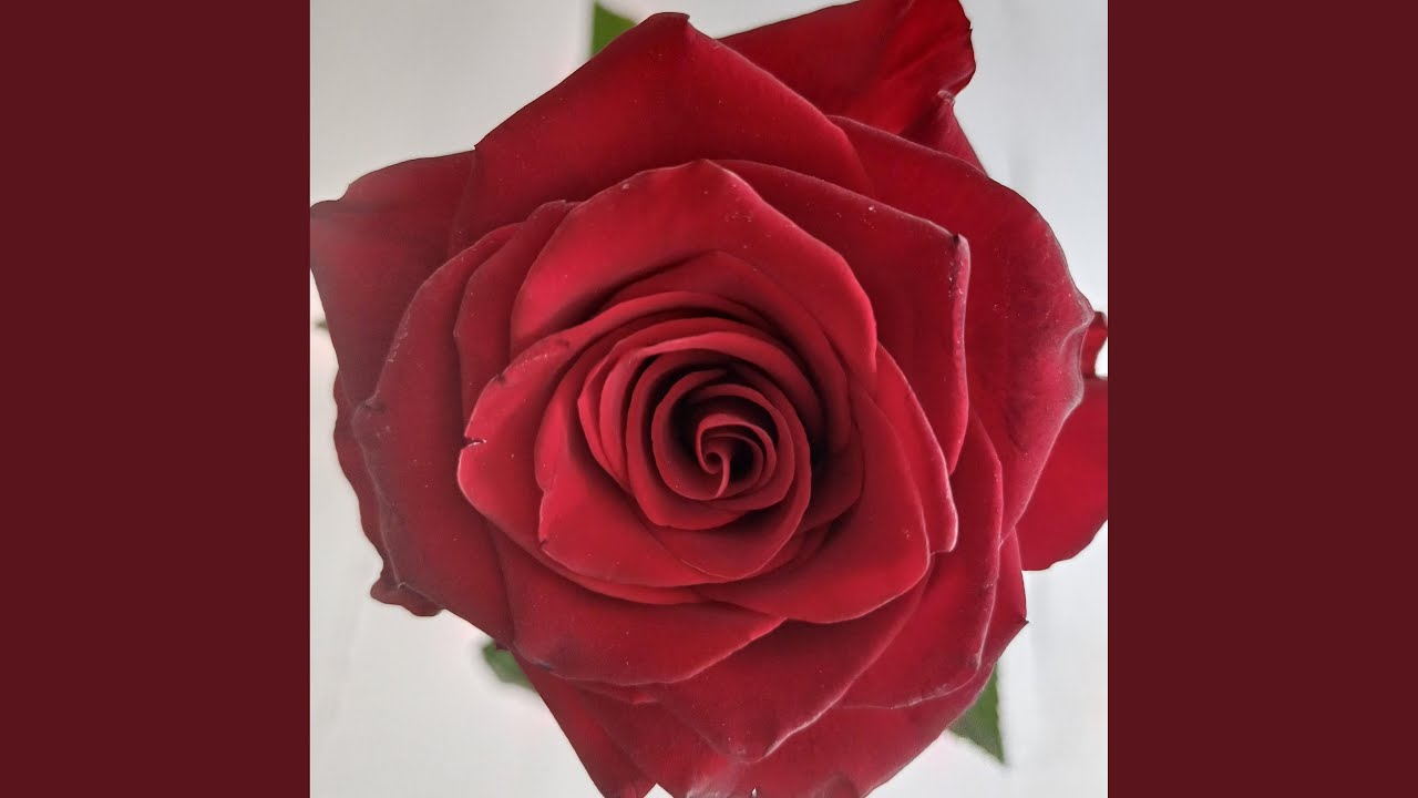 As Rosas Não Falam (feat. Farida Saifeeva)