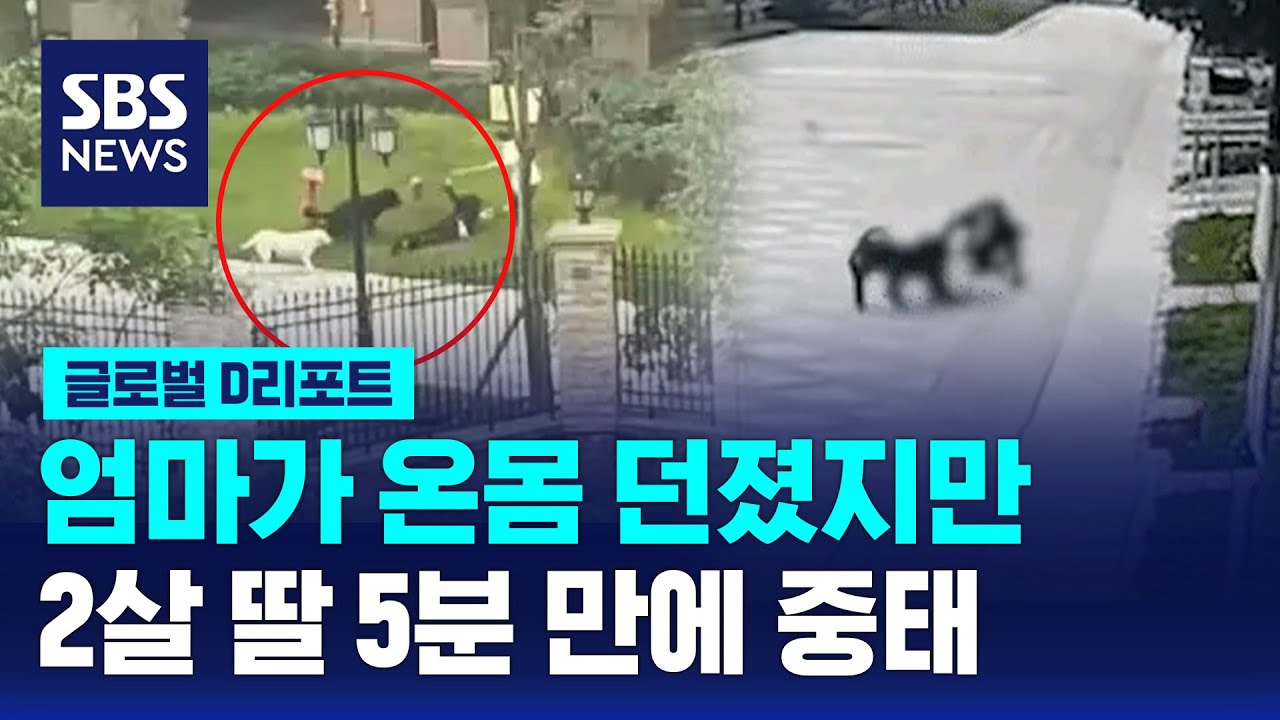 대형견에 물린 2살 아이 중태&hellip;반려견 관리 도마에 / SBS / #D리포트