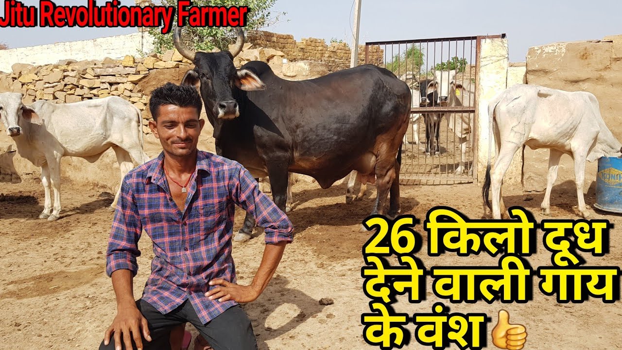 👍26 किलो दूध देने वाली Old Tharparkar Bloodline को संजोये है ये युवा- पर आगे मुश्किलें बहुत है.👍