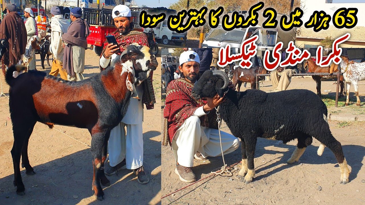Bakra Mandi Taxila Latest Update 10 January 2025 | Naseeb Ka Soda Bakra Eid Qurbani