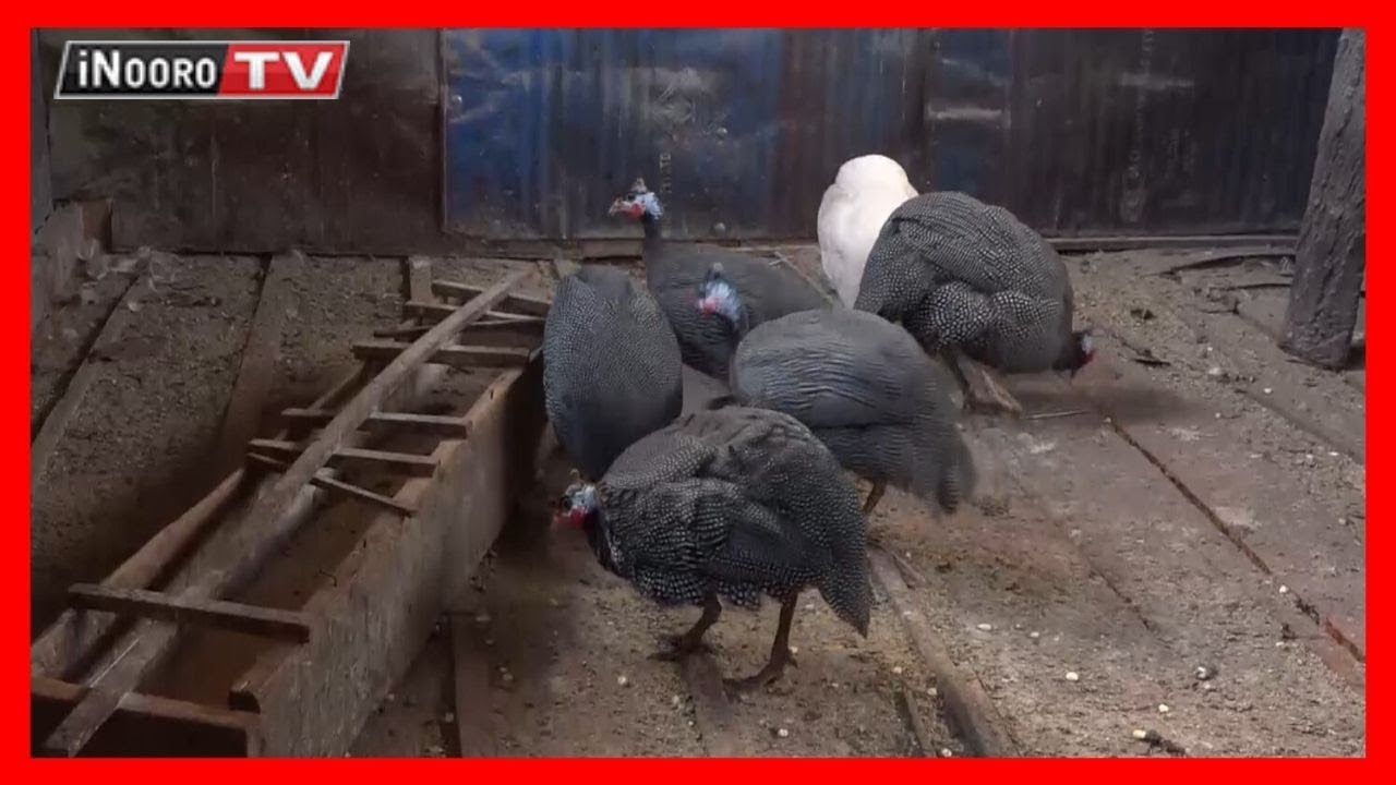 Cemania na murimi wa nyoni mithemba itiganite, Murang'a