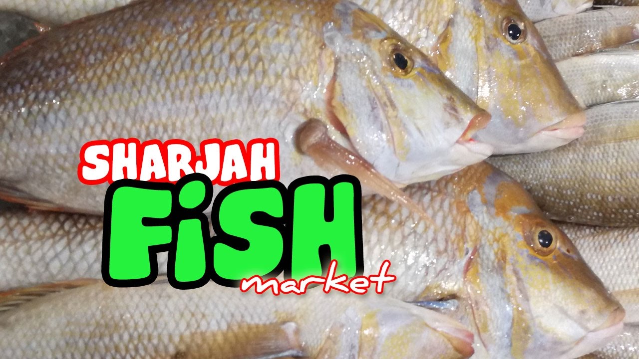 Inside the Largest Fish market in Sharjah - Souq Al Jubail - Full Video