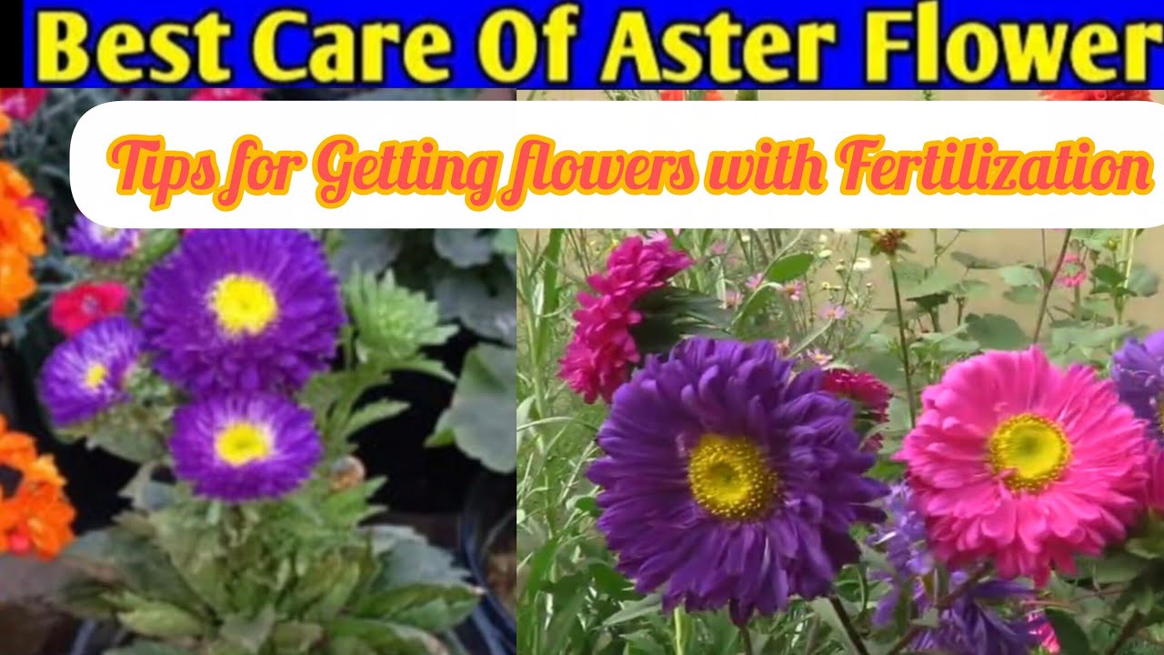Tips to Get Maximum Flowering in Aster plant with Complete Care & Fertilization