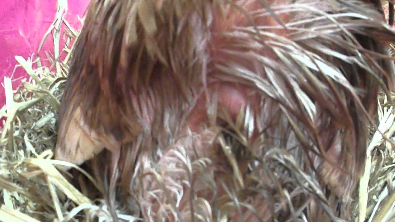 Gladys nesting, dystended abdomen, eggbound hen