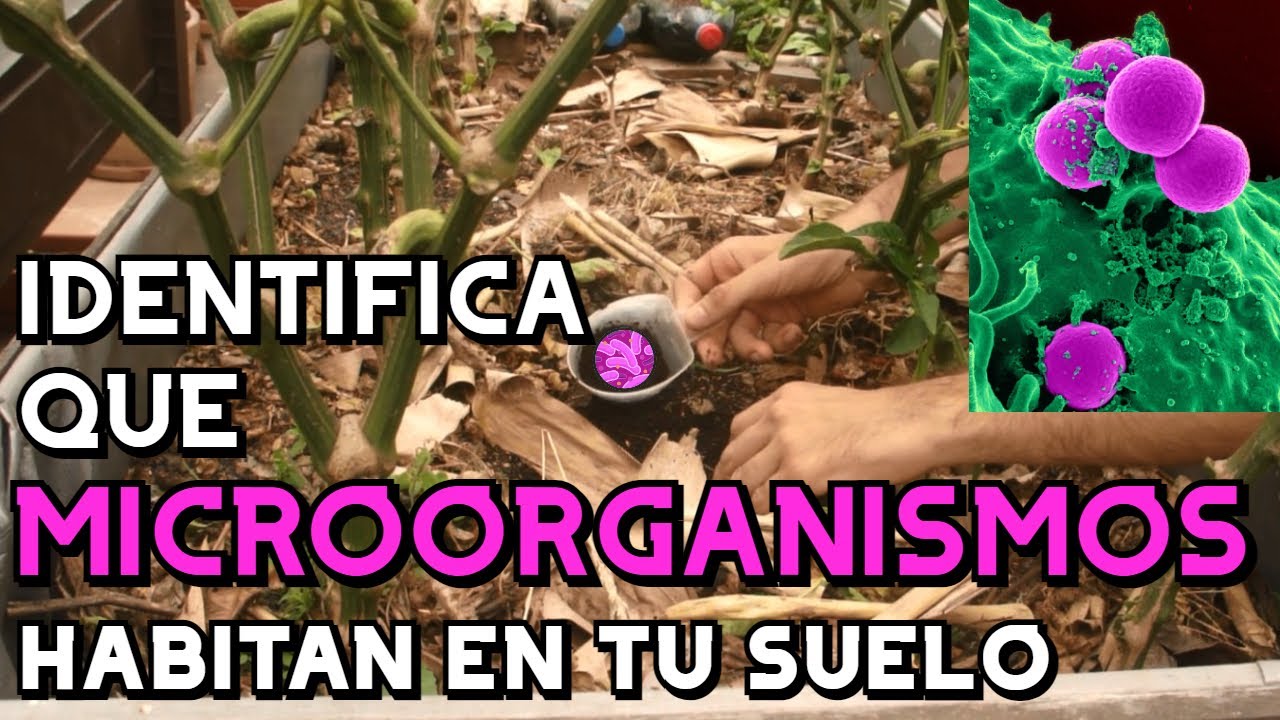 Como saber ¿QUE MICROORGANISMOS HABITAN EN MI SUELO? 😱🦠 - método casero eficaz