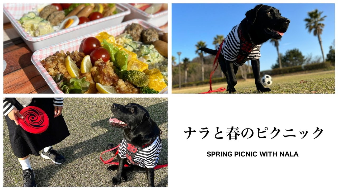 【犬　vlog】犬用お弁当持ってピクニック。愛犬の楽しそうな姿が可愛い過ぎた！［labrador retriever］