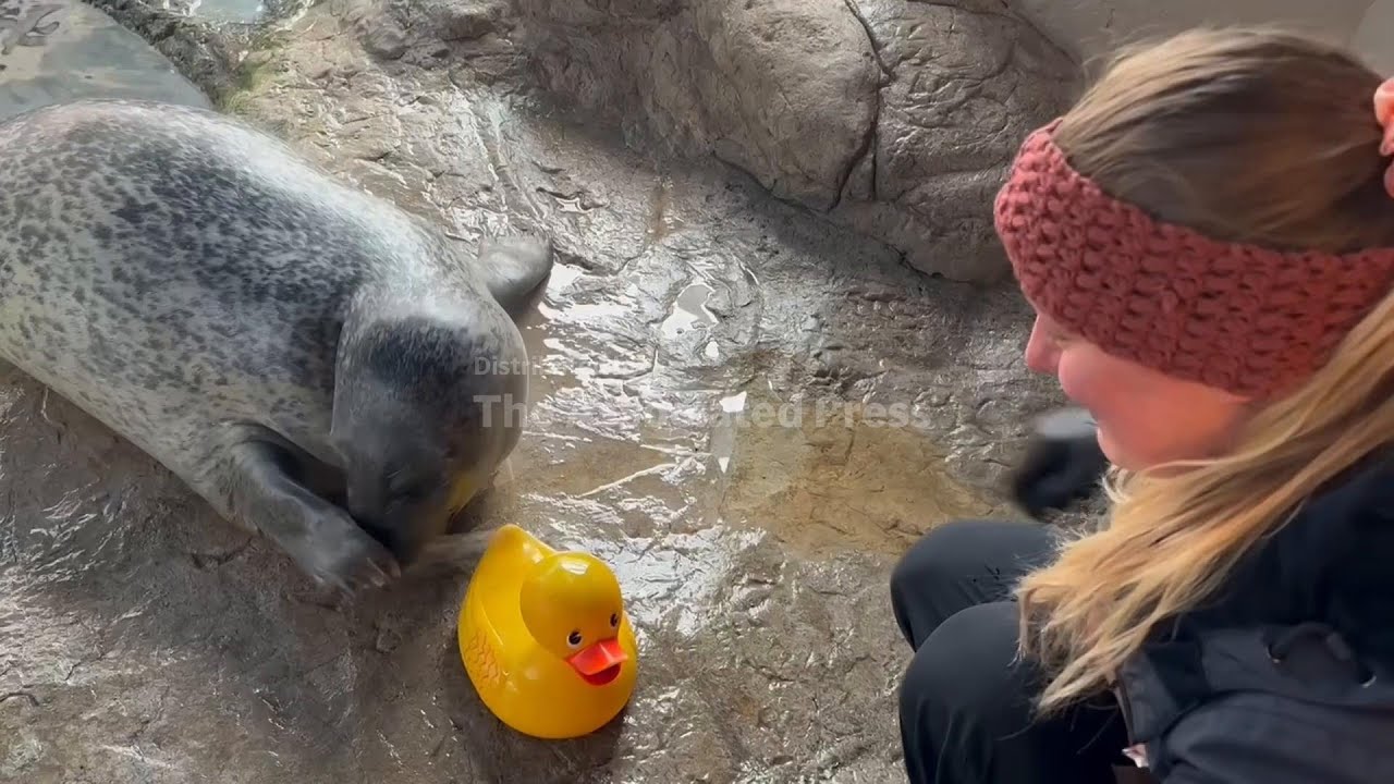 At Boston Aquarium, learning to hug a rubber duck is part of harbor seal training
