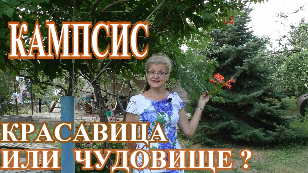 Кампсис - Чудовище или Красавица ???