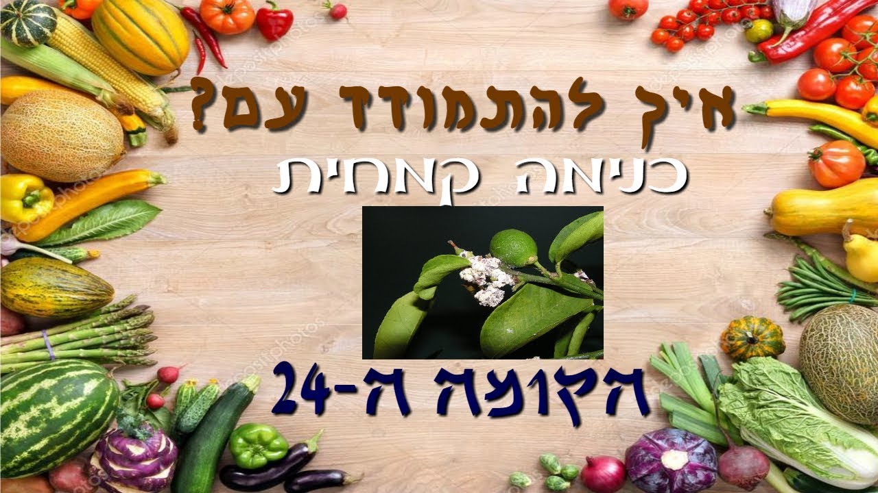 איך להתמודד עם הכנימה הקמחית?