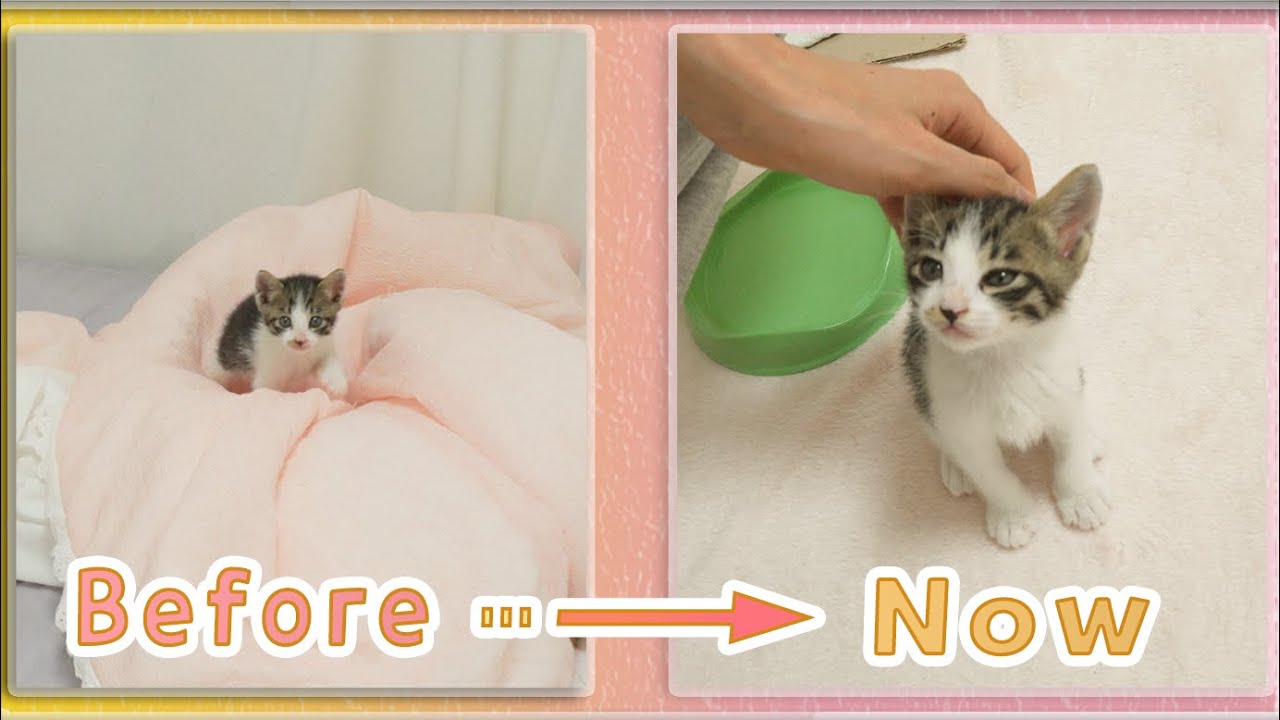 Whenever I come home, a Kitten who always welcomes me has Changed!