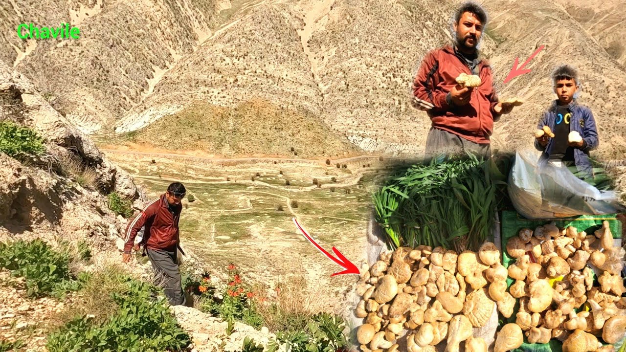 Nomadic lifestyle in Iran: Traveling to the countryside and picking mushrooms in the mountains🍄‍🟫🏔
