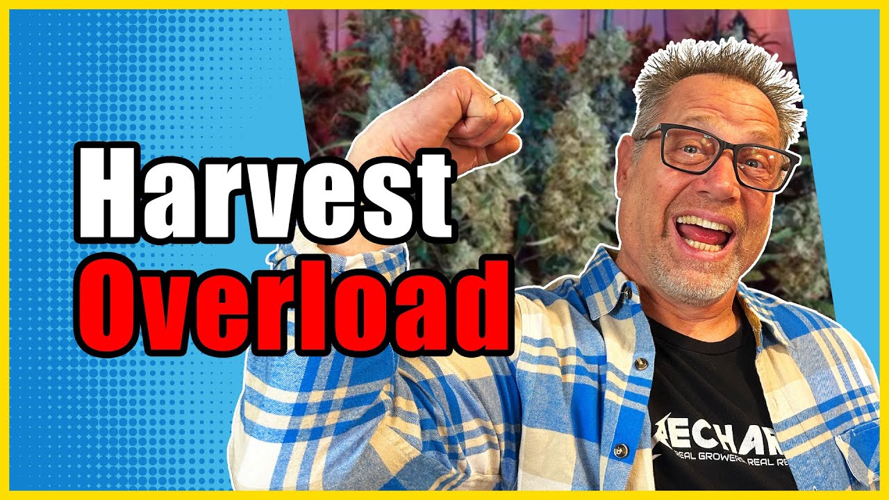 Max Out Your Cannabis Harvest in 3 Simple Steps
