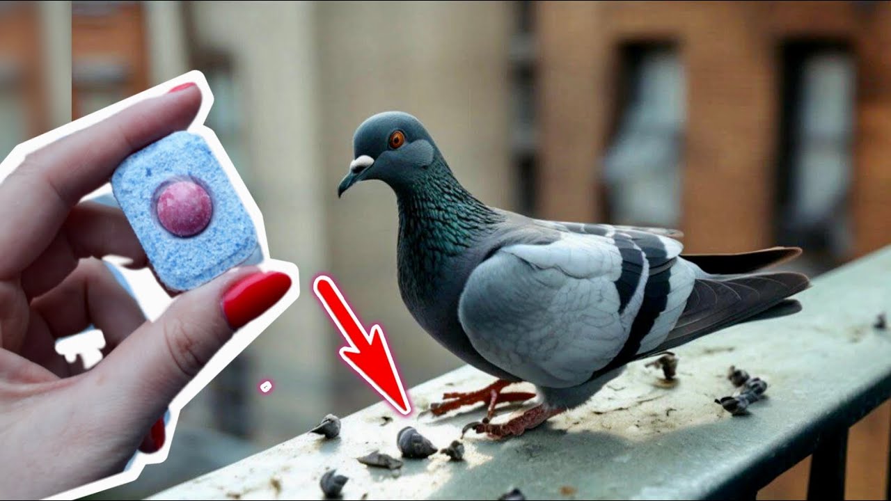 Вот СЕКРЕТ чтобы очистить стол от птичьего помета!  Просто используйте это!