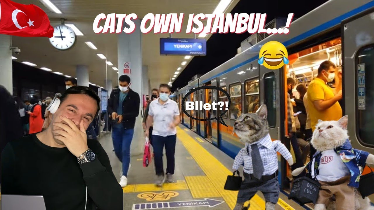 🇹🇷 В Турции кошки владеют метро Стамбула 🐈 🚇 🤣 Реакция Av