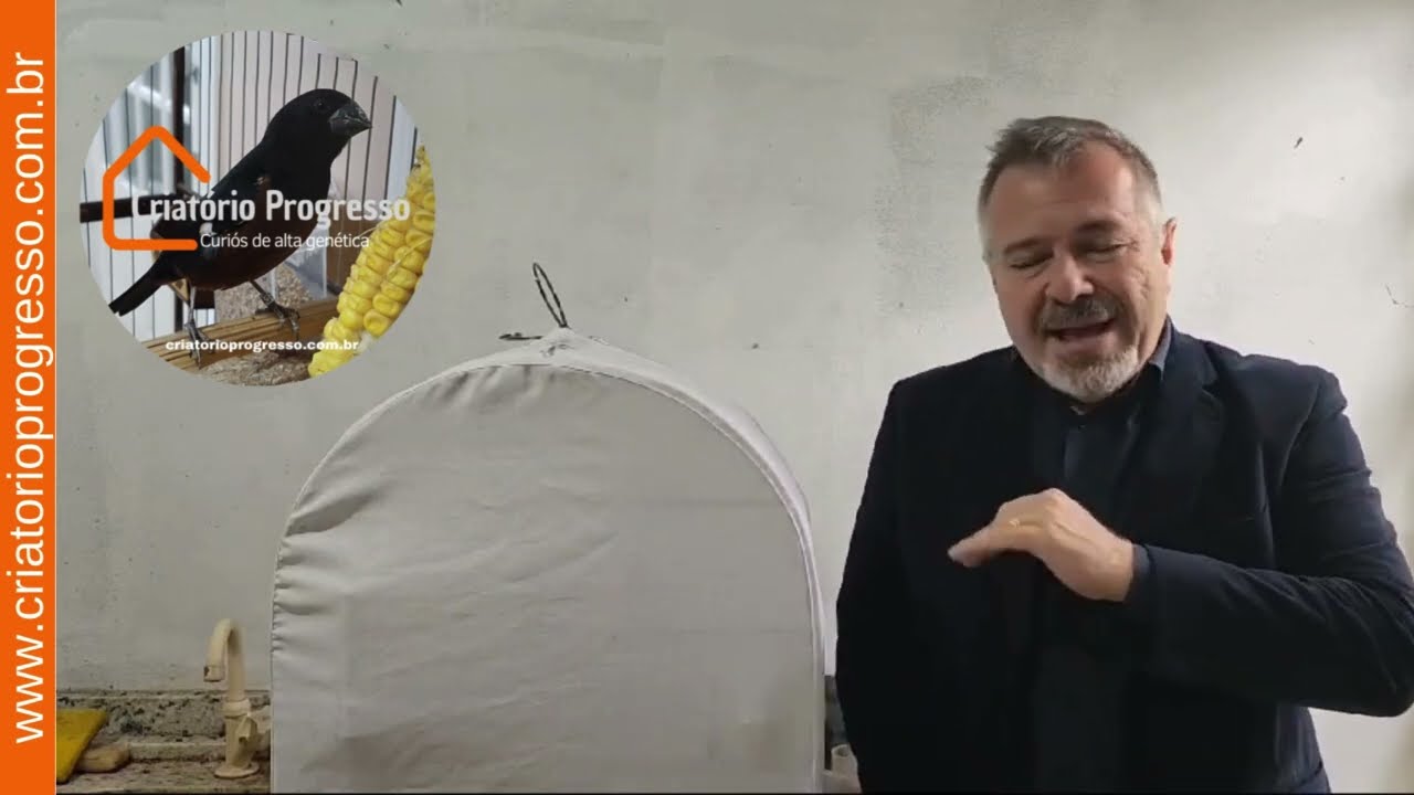 COMO ENSINAR  SEU FILHOTE DE CURIÓ A CANTAR CLÁSSICO COM REPETIÇÃO www.criatorioprogresso.com.br
