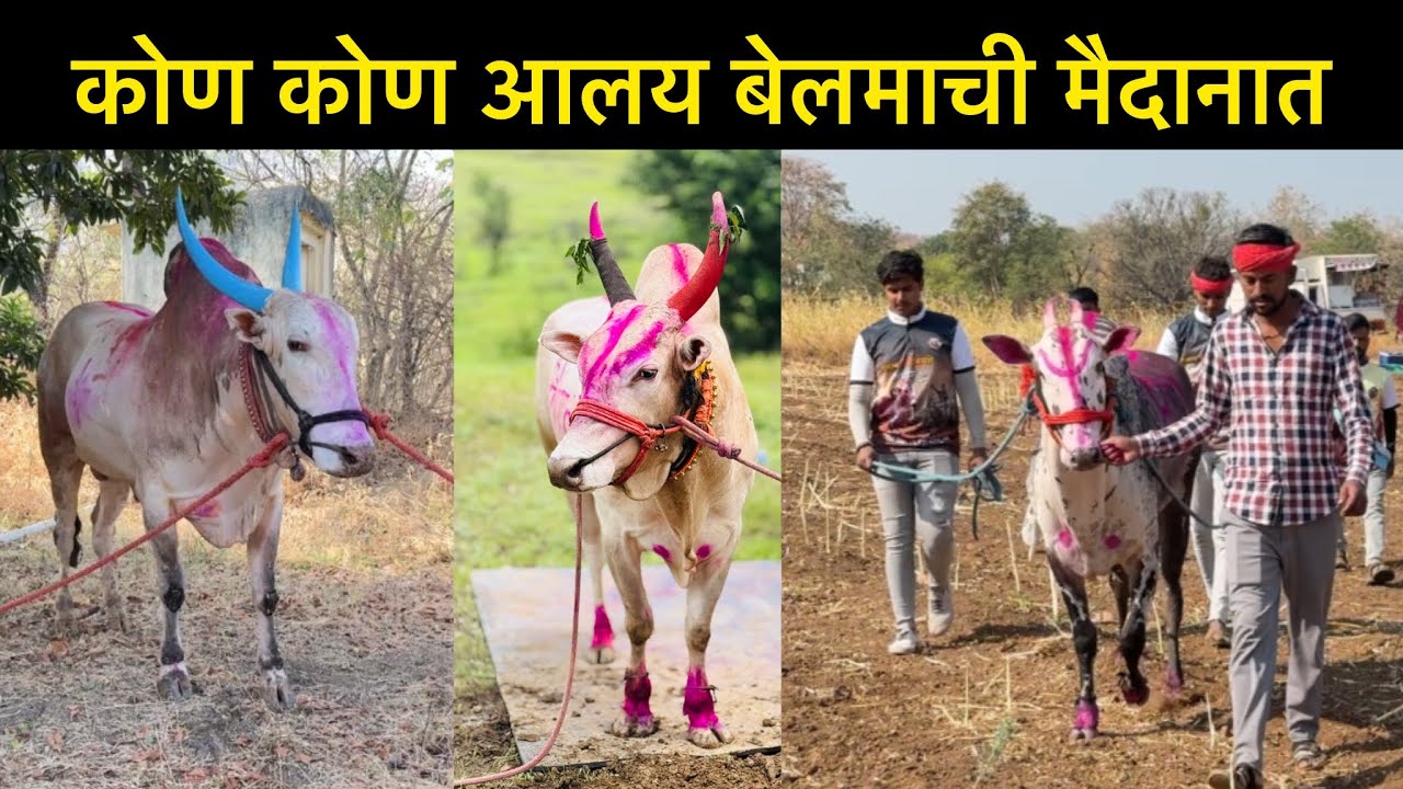 कोण कोण आलय बेलमाची मैदानात 