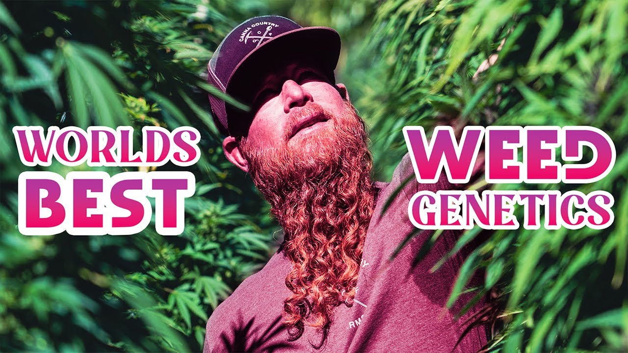 The Best Genetics in The World? - CannaCountry Farms (EP 8)