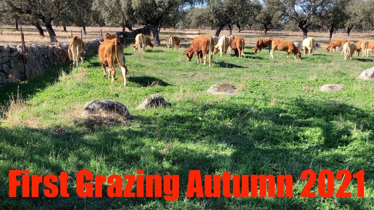 First Grazing Autumn 2021