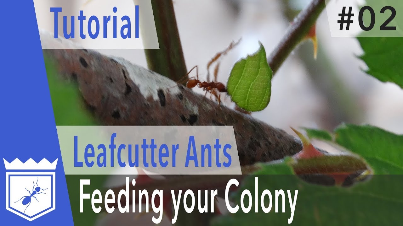 Keeping Leafcutter Ants – Tutorial – Part 2: Feeding your Colony