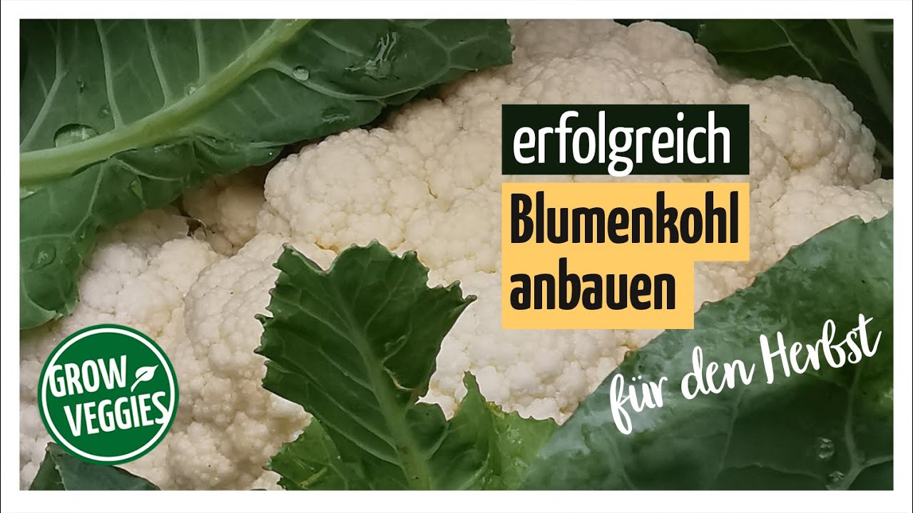 Blumenkohl anbauen für den Herbst | Gemüseanbau im Garten @Gartengemüsekiosk