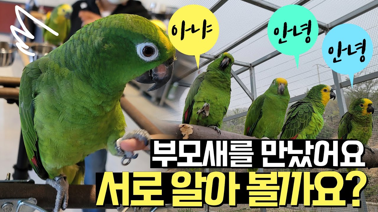 부모새를 만났는데 서로 알아볼까요? 와우 아마존 앵무새 총 몇마리야?