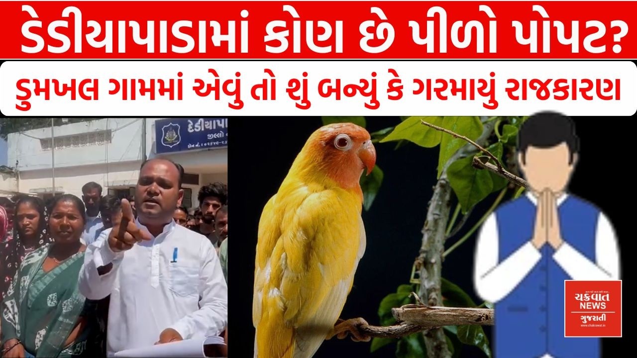 Dediapada માં કોણ છે પીળો પોપટ, આખરે કેમ ગરમાયું રાજકારણ?