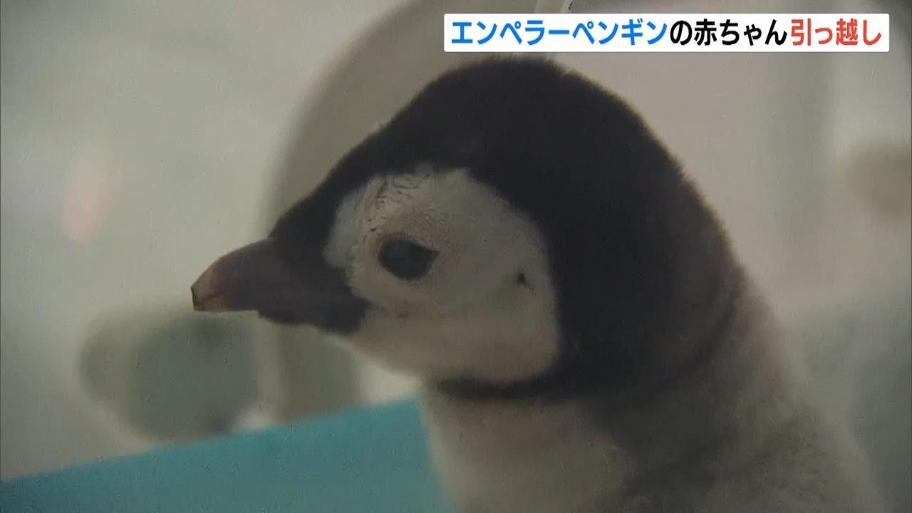 【エンペラーペンギン】赤ちゃんが&ldquo;お腹の中&rdquo;にお引っ越し！？里親ペンギンの足元にすっぽり　和歌山・アドベンチャーワールド（2025年10月21日）