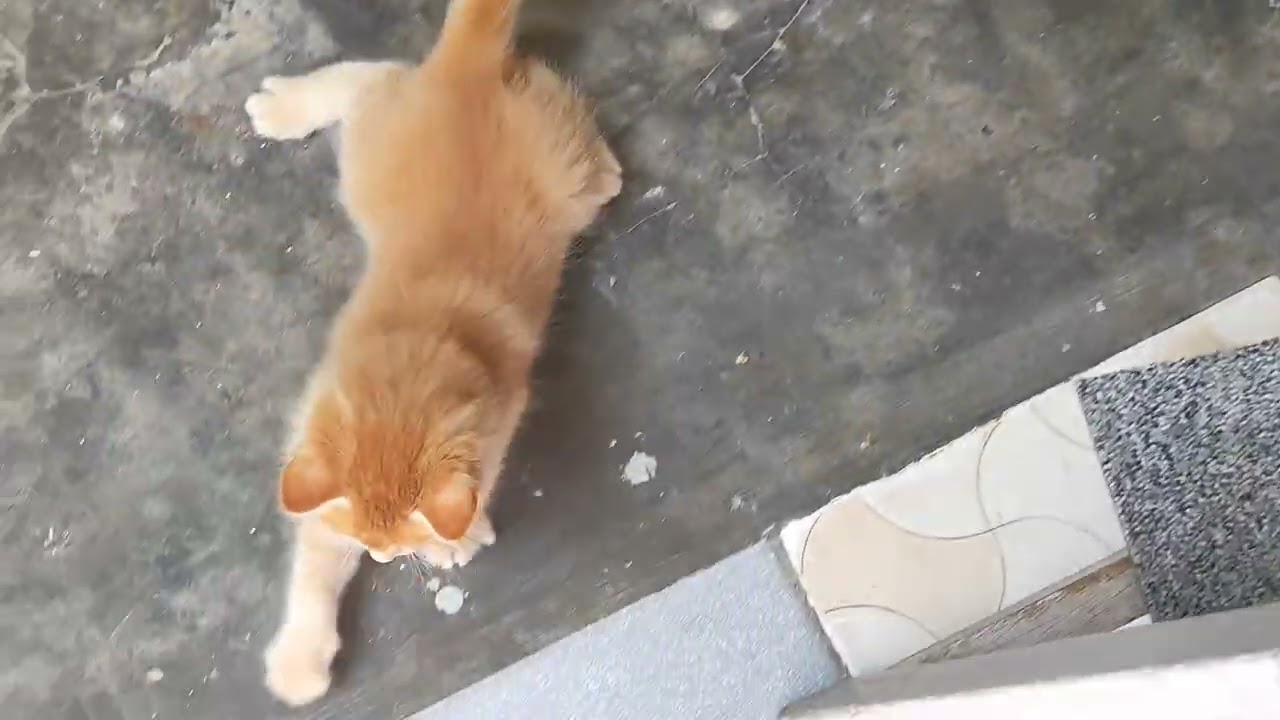  Difference playing cats babies ✨💖✨