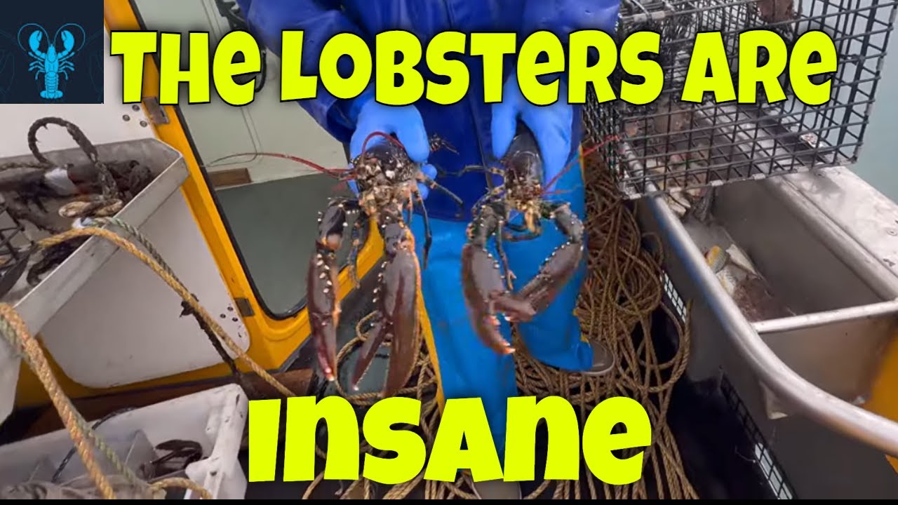 Lobster have JUST Started and It’s Already INSANE!