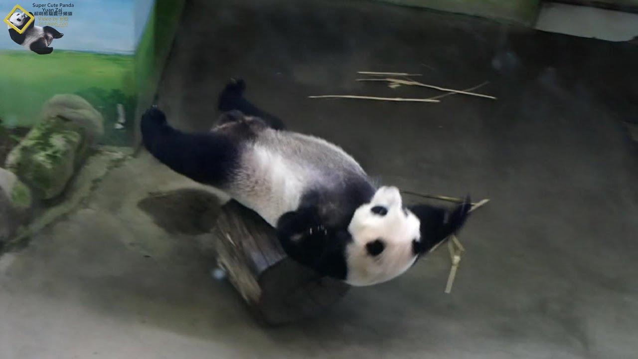 20200913 圓仔等不及放飯了～翻滾、推木樁、潑水滿場跑 The Giant Panda Yuan Zai