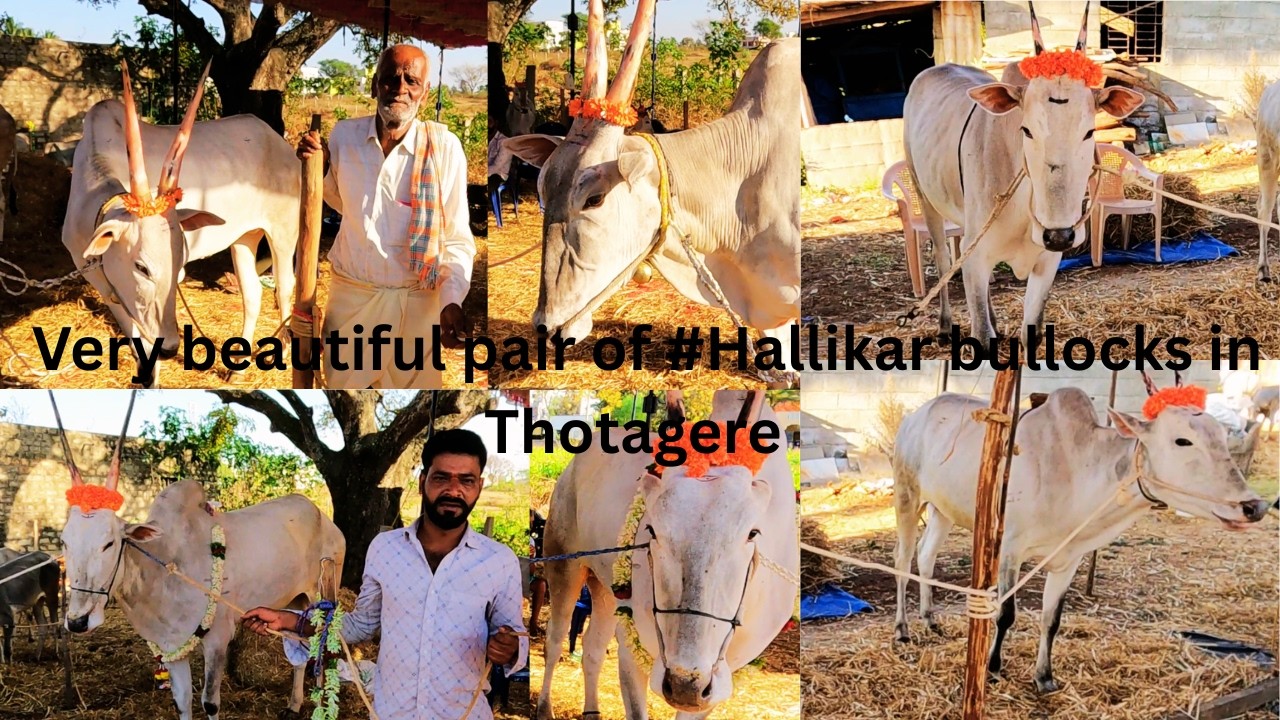 E P 4 Very beautiful pair of #Hallikar bullocks in Thotagere Basavanna Temple #Cattle fair 2026