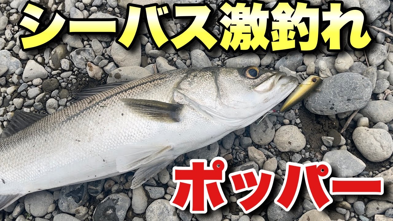 シーバスにめちゃ効くポッパー