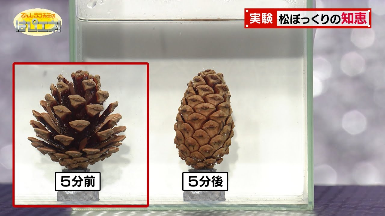 松ぼっくりの知恵／A Pine Cone’s Wisdom