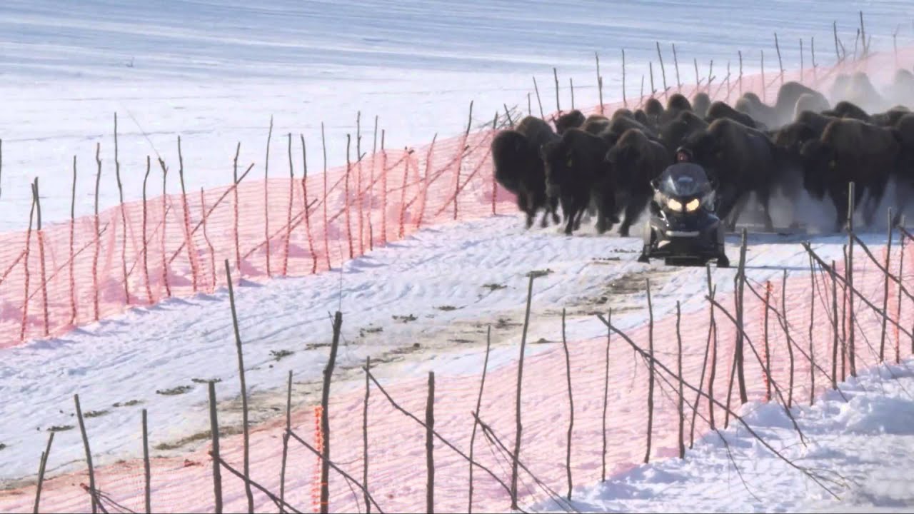 Wood Bison Release, Alaska, 4-3-2015