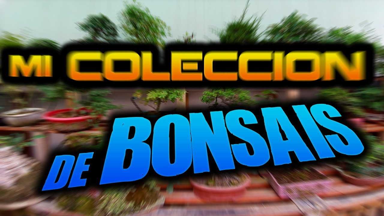 Mi Colección de Bonsais (Parte 1)