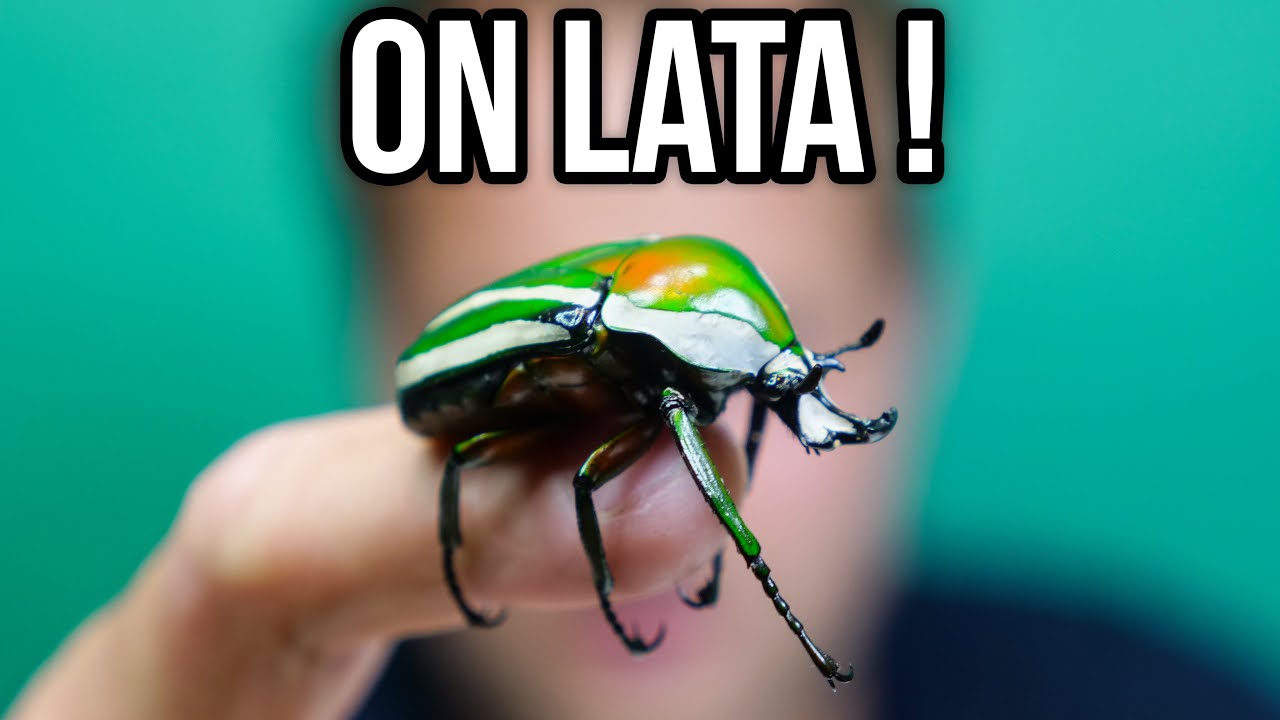 CIEKAWOSTKI O HODOWLI ŻUKÓW W DOMU