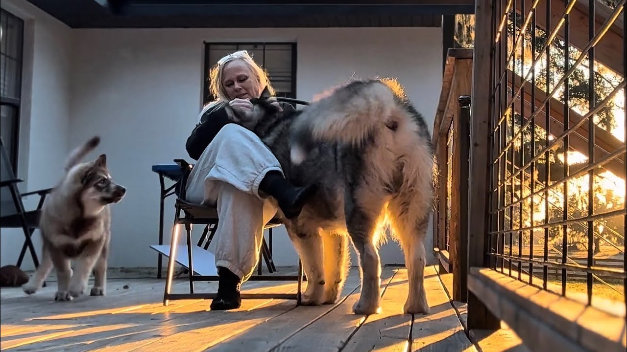 Quiet Ranch Evening with Tonka & Zeus 🐺💛