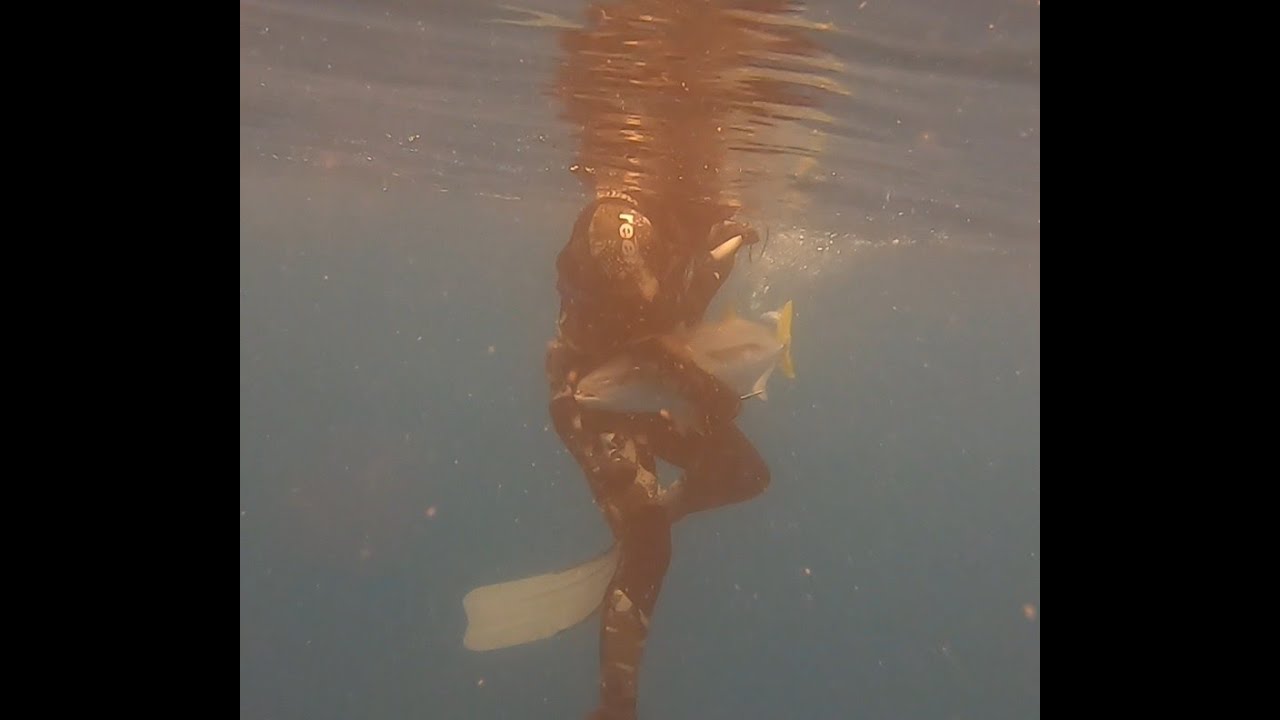 Spearfishing NZ - Cable Bay Kingfish (29/12/2024)