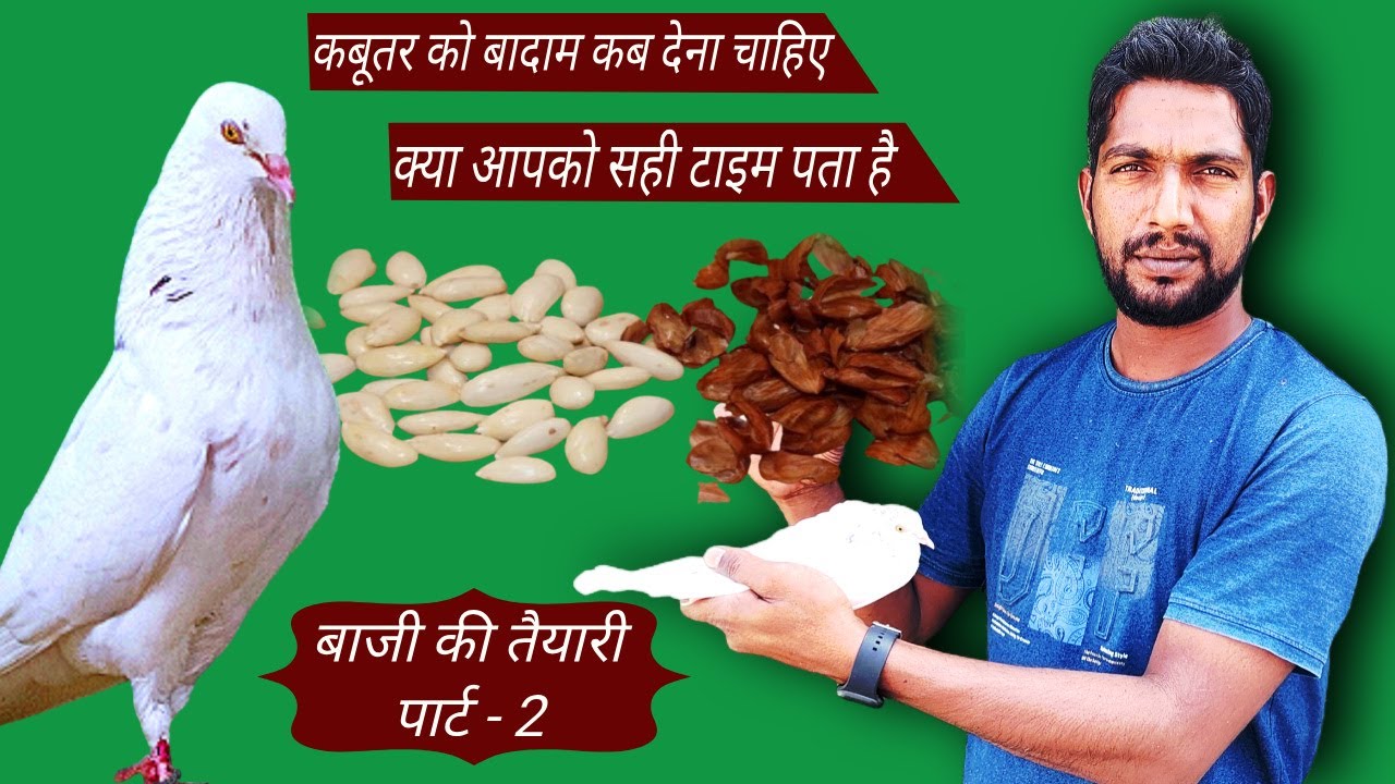 Kabutar ko badam kab Dena chahiye  | कबूतर को बादाम कब देना चाहिए | Bazi ki tayari part - 2 #pigeon