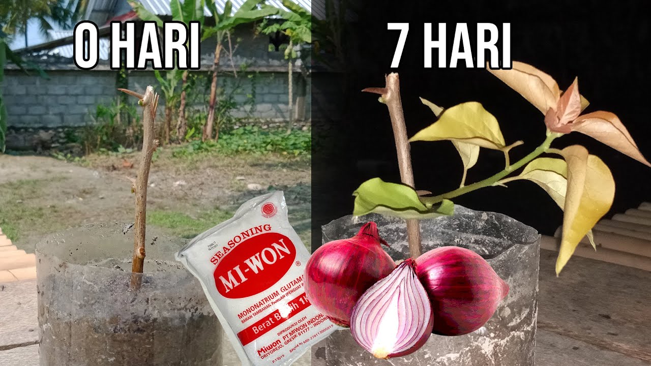 Cara Stek Bougenville Agar Cepat Tumbuh