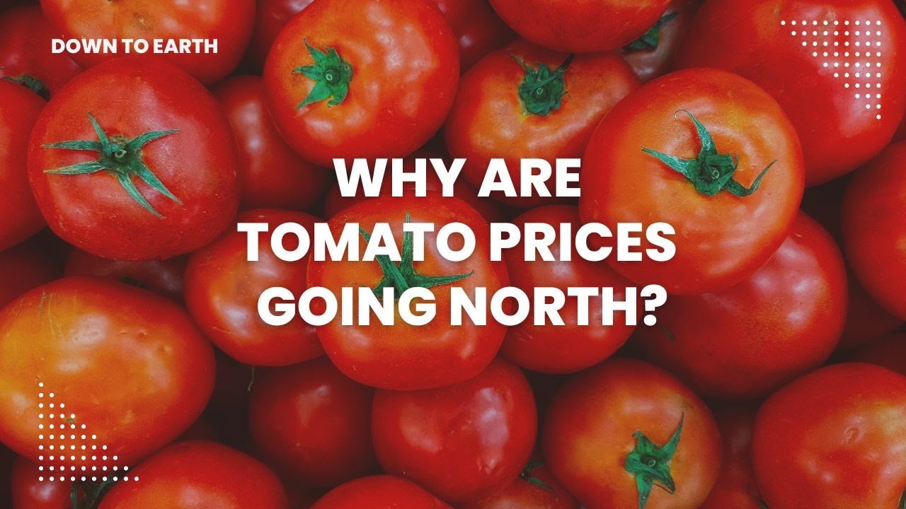 Rs 200 per kg! Why are tomato prices so high?