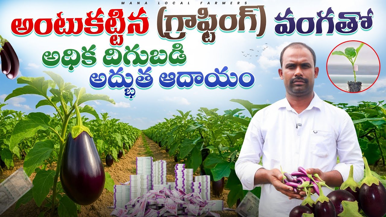 🍆 Brinjal cultivation high yielding | అంటుక‌ట్టిన వంకాయతో అధిక దిగుబడి #brinjalcultivation