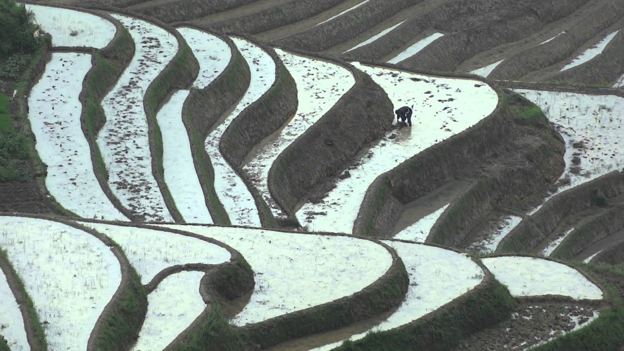 Longji Terraces, South West of China  #3...龙脊梯田，南中国西部＃3