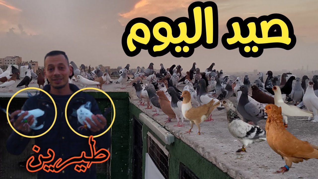 صيد طيرين 2 وراح تشوف حمام السطح اليوم على اصولها