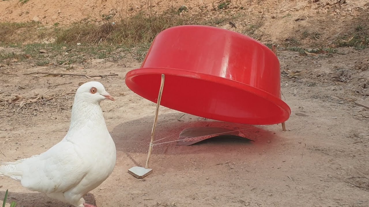Have you ever seen this trap?  DIY bird trap installation using only plastic plates and ropes