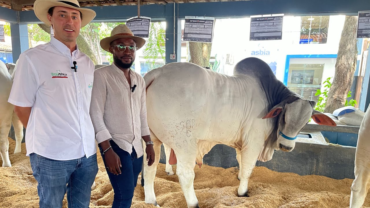 🚨 le Brésil 🇧🇷: leader mondial de l’exportation de viande bovine grâce à la maîtrise de la génétique