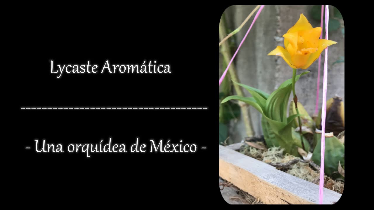 Lycaste Aromática ( Orquídea Silvestre de México)