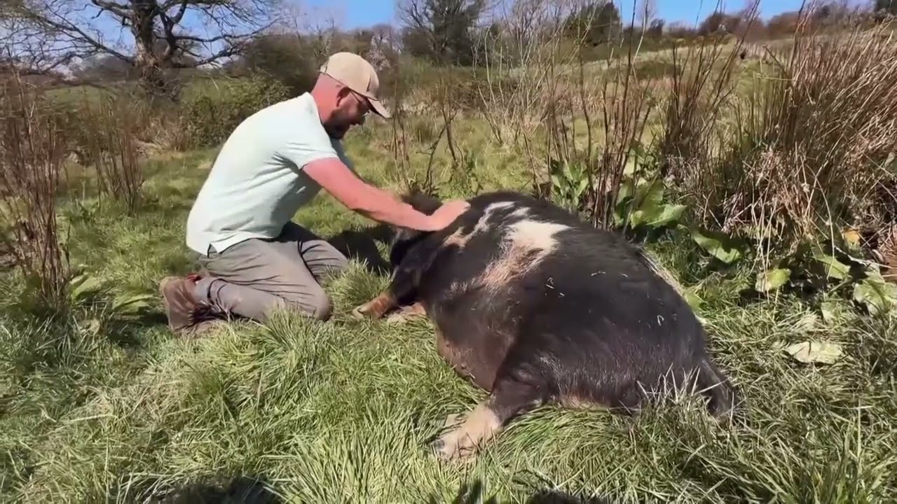 Conservation Piggies on Escape to the Country: Top of the Woods⛺️