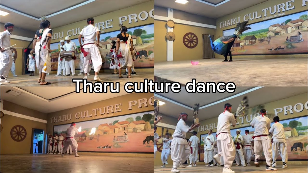 Tharu Culture Dance ❤️🥰 // Sauraha Chitwan // #fyp #dance #viralvideo #chitwan #tharu